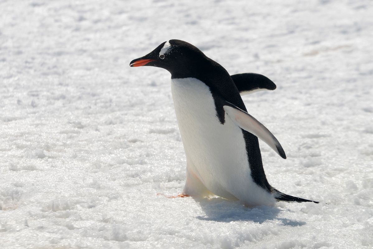 11D Gentoo Penguin Scurries Across Our Path On Aitcho Barrientos Island In South Shetland Islands On Quark Expeditions Antarctica Cruise